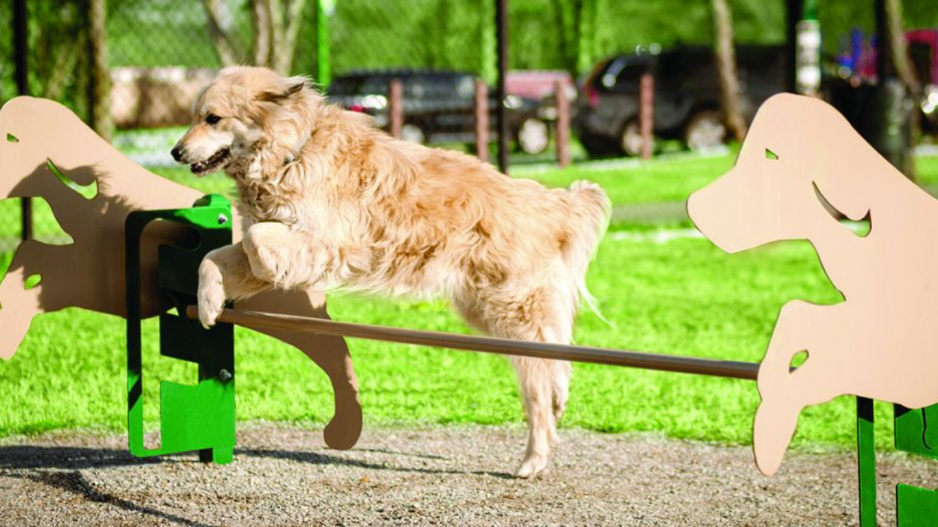 Dog jumping over BarkPark product